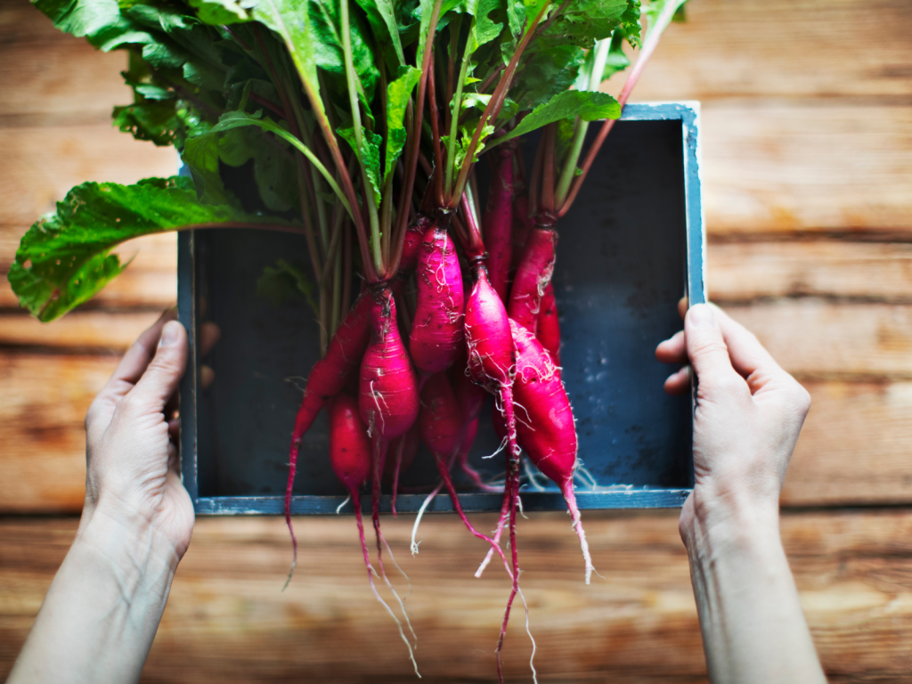 Beets in Tray
