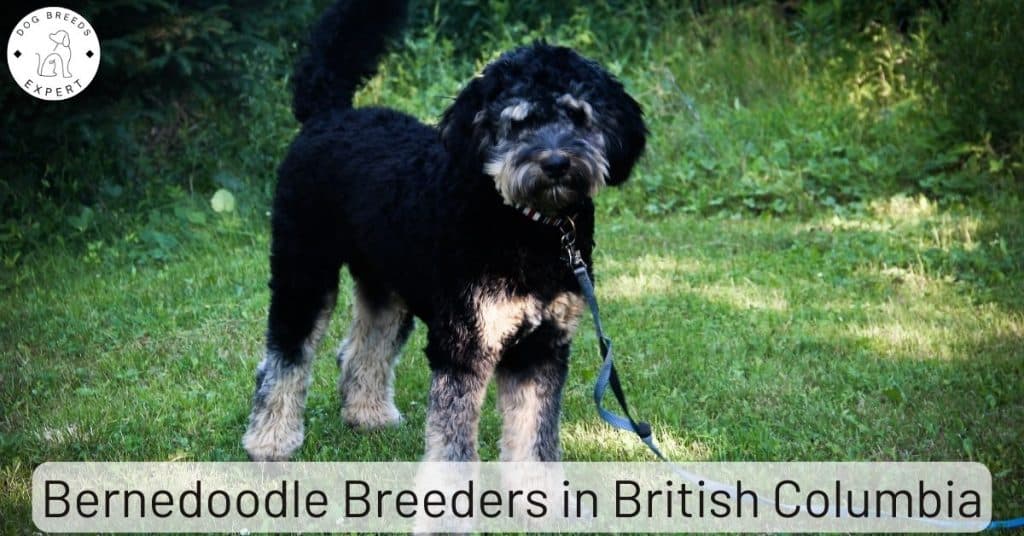 Bernedoodle Breeders in British Columbia [2025] | List Of 5 Local Breeders