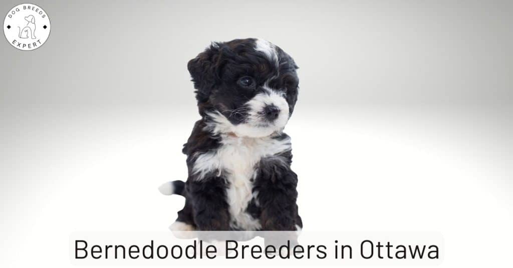 Bernedoodle Breeders in Ottawa [2025] | List Of 5 Local Breeders