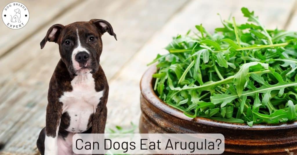 Can Dogs Eat Arugula?