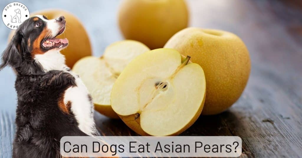 Can Dogs Eat Asian Pears?