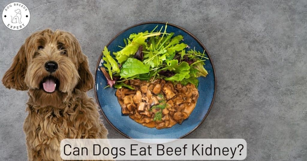 Can Dogs Eat Beef Kidney?