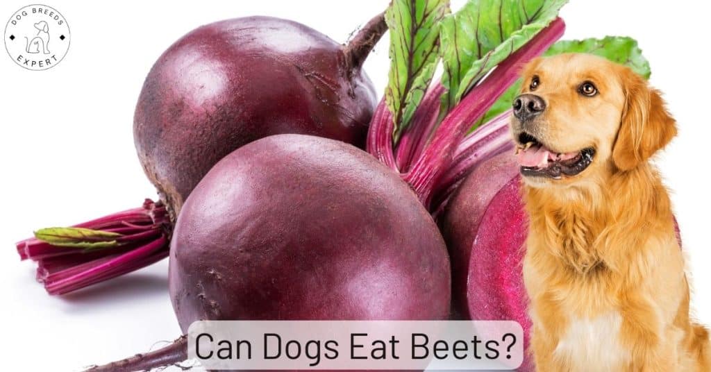 Can Dogs Eat Beets?