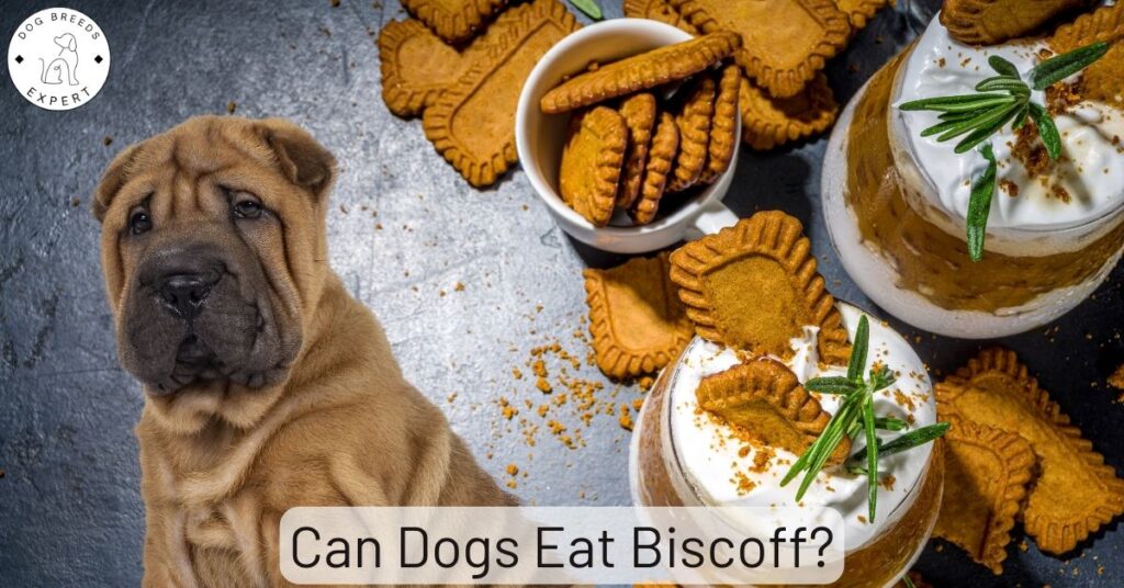 Can Dogs Eat Biscoff?