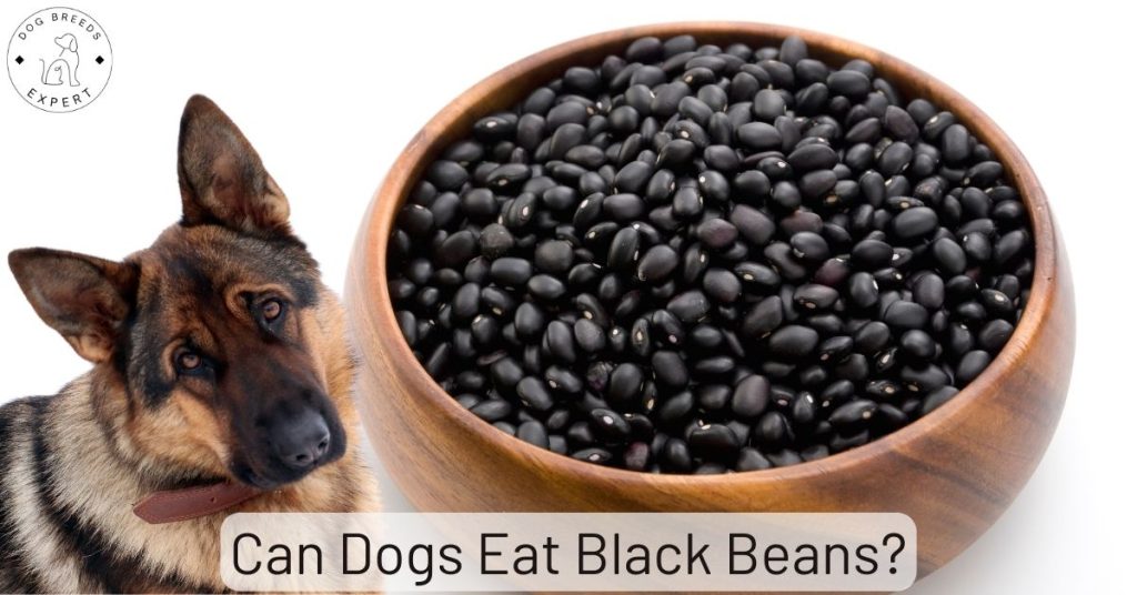 Can Dogs Eat Black Beans?