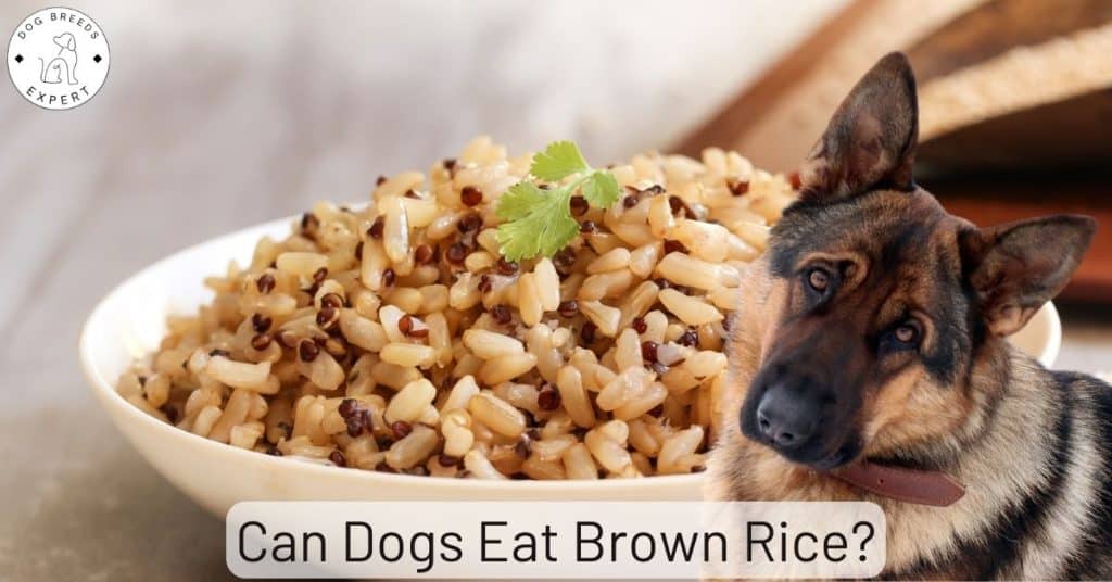 Can Dogs Eat Brown Rice?