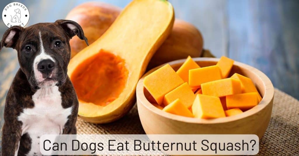 Can Dogs Eat Butternut Squash?
