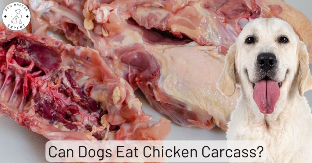 Can Dogs Eat Chicken Carcass?