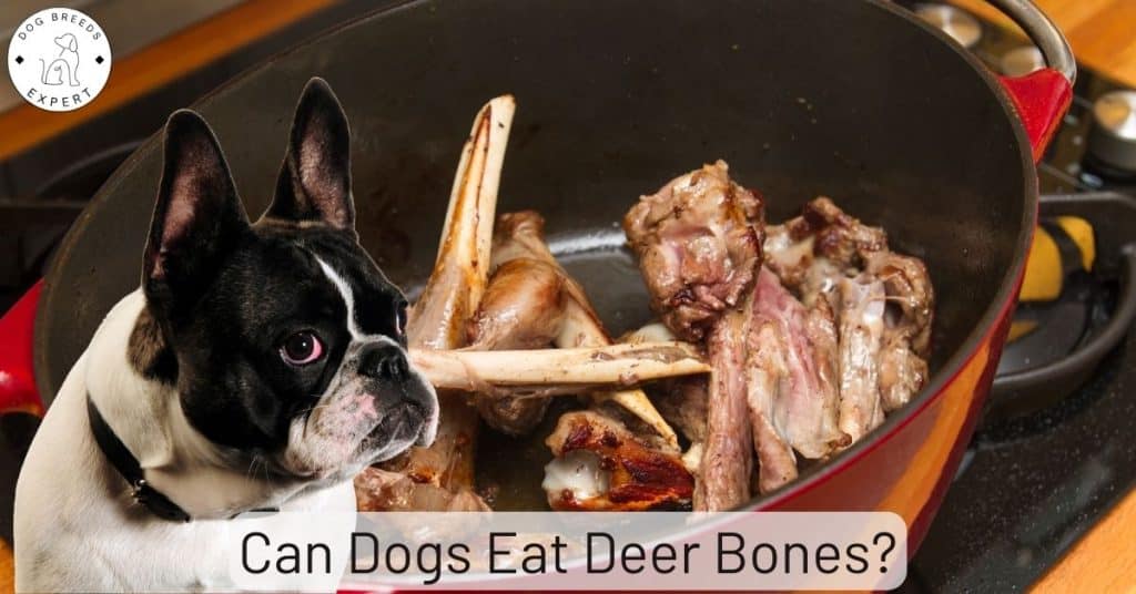 Can Dogs Eat Deer Bones?