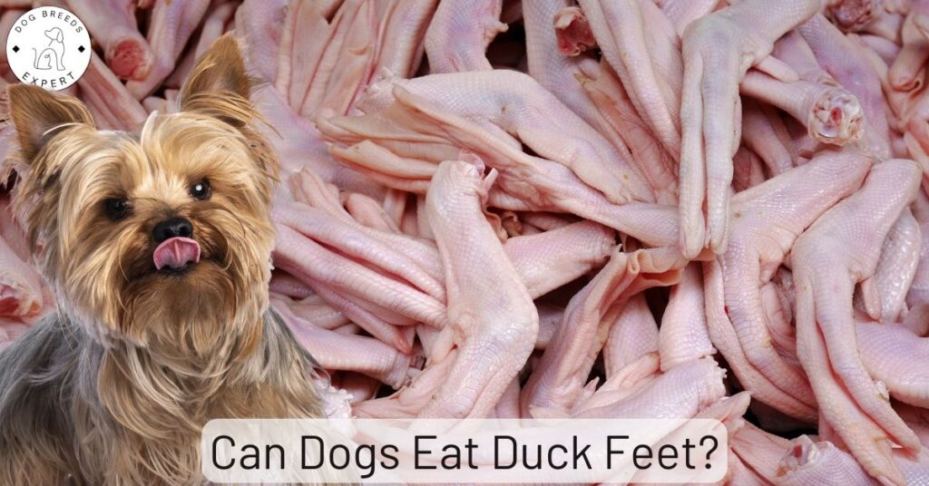 Can Dogs Eat Duck Feet?