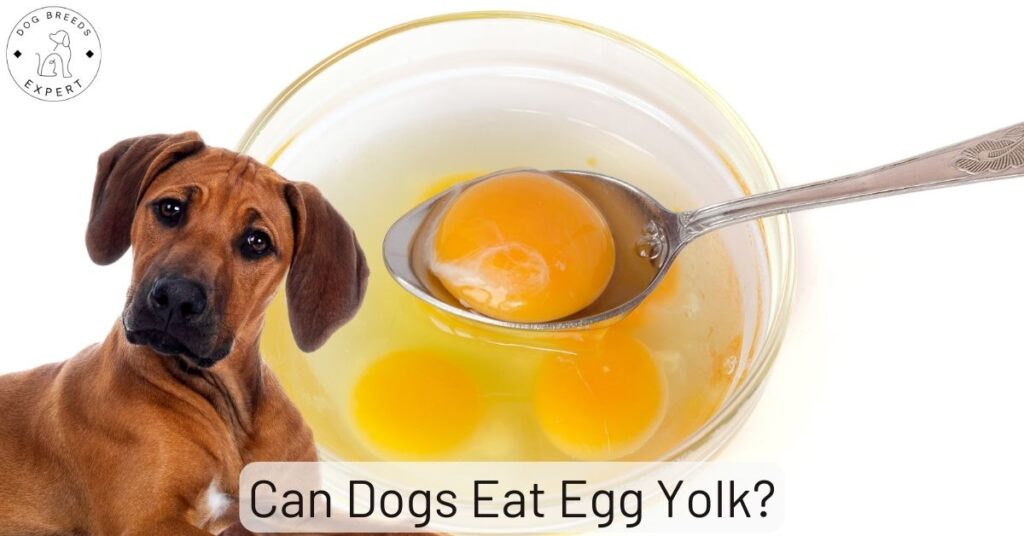 Can Dogs Eat Egg Yolk?