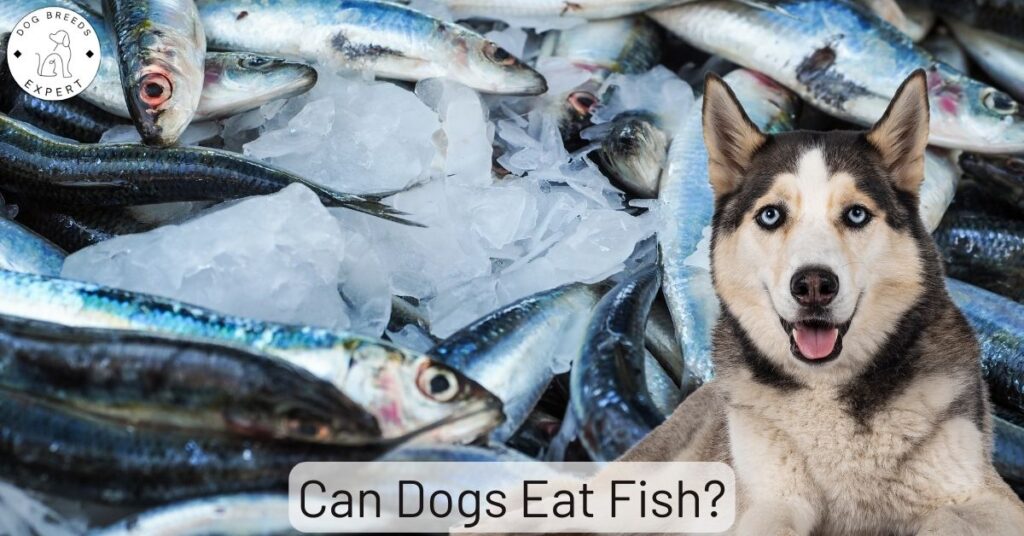 Can Dogs Eat Fish?