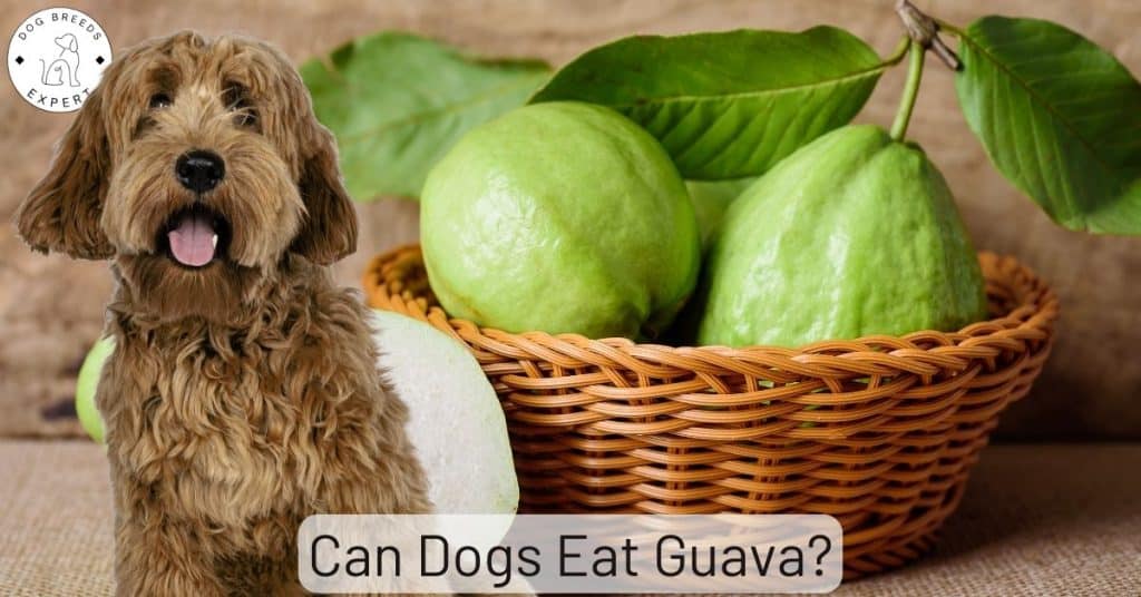 Can Dogs Eat Guava?