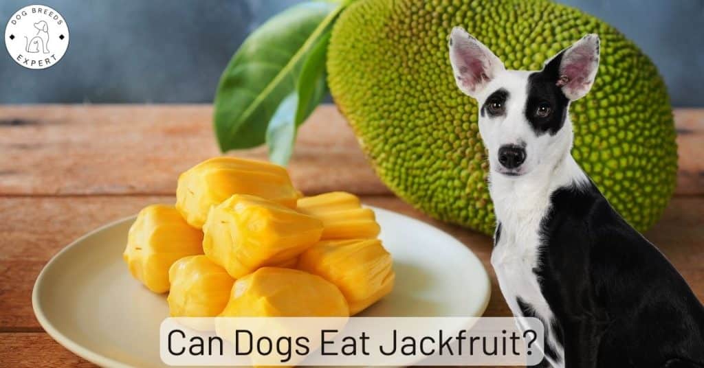Can Dogs Eat Jackfruit?