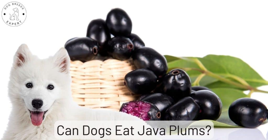 Can Dogs Eat Java Plums?