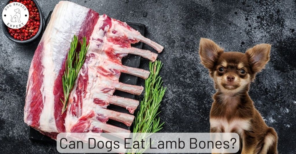 Can Dogs Eat Lamb Bones?