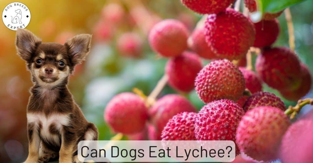 Can Dogs Eat Lychee?