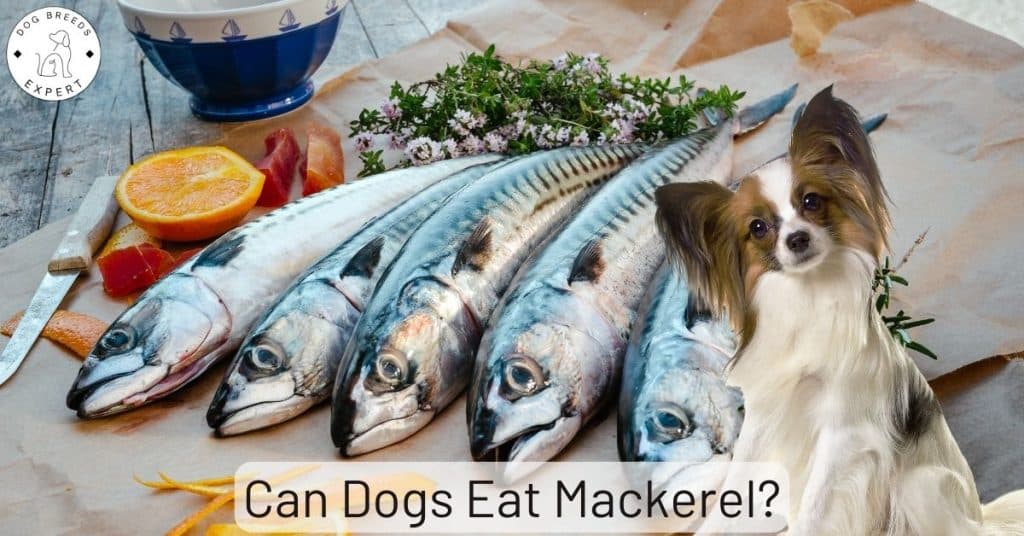 Can Dogs Eat Mackerel?
