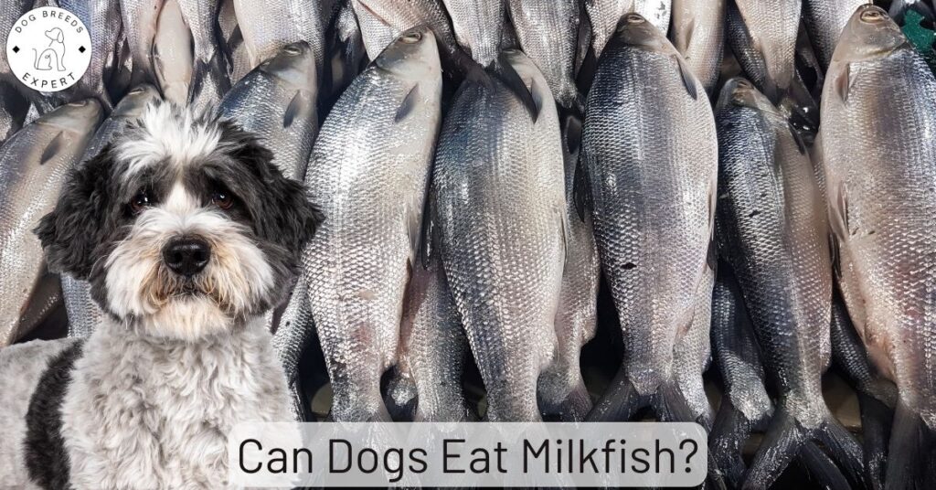 Can Dogs Eat Milkfish?