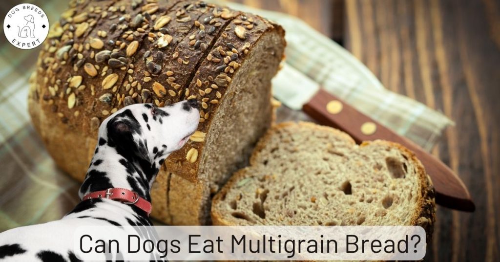 Can Dogs Eat Multigrain Bread?