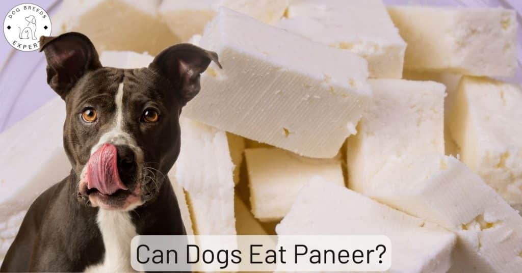 Can Dogs Eat Paneer?