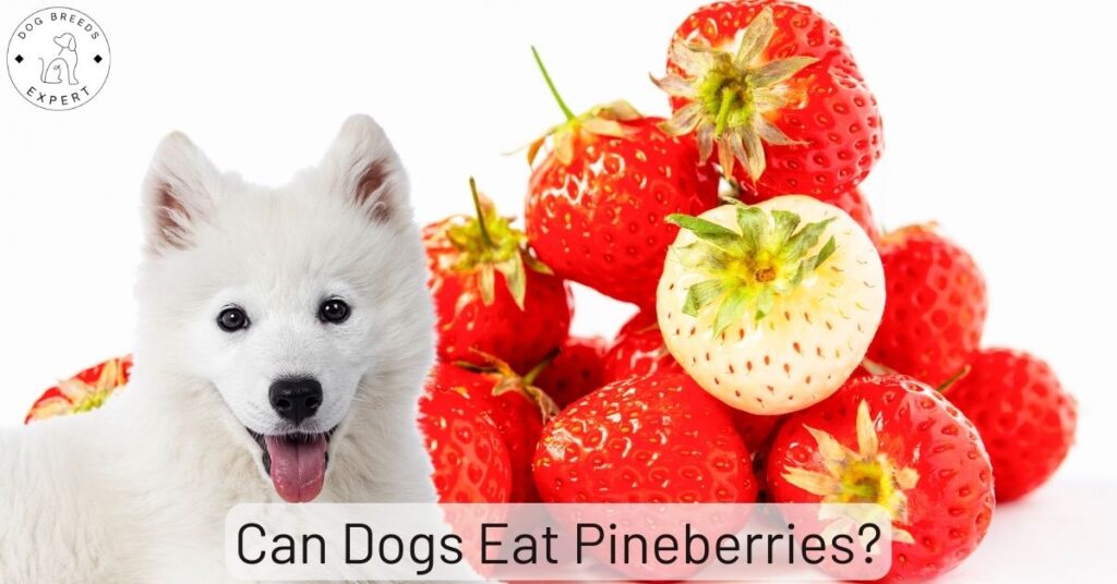 Can Dogs Eat Pineberries?
