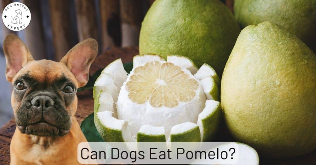 Can Dogs Eat Pomelo?