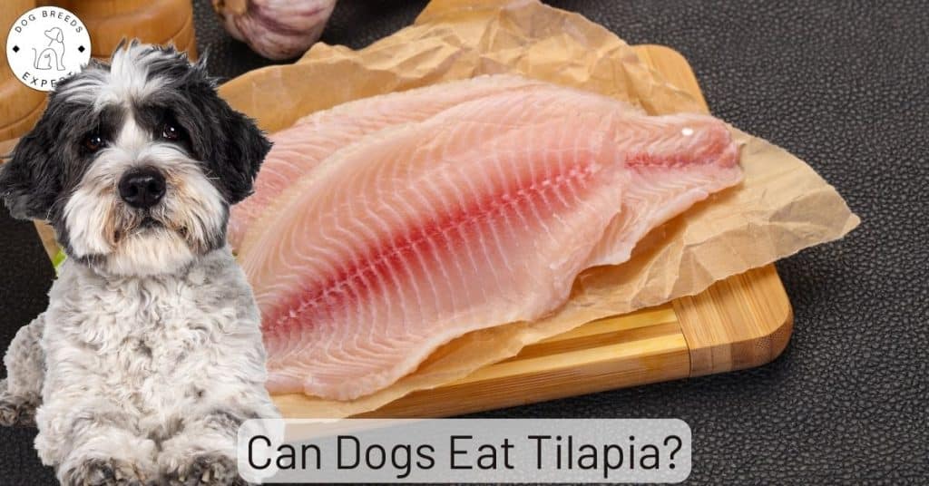 Can Dogs Eat Tilapia?