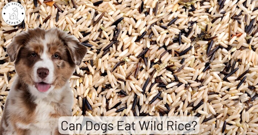 Can Dogs Eat Wild Rice?