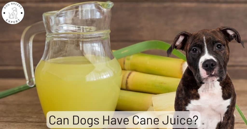 Can Dogs Have Cane Juice?