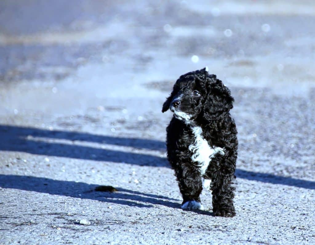 Cute Spoodle dog in Sydney