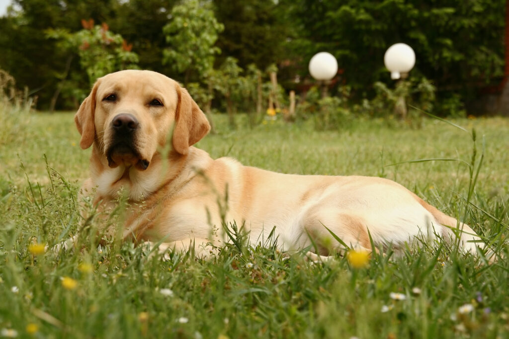 Beautiful Labrador dog in Brisbane