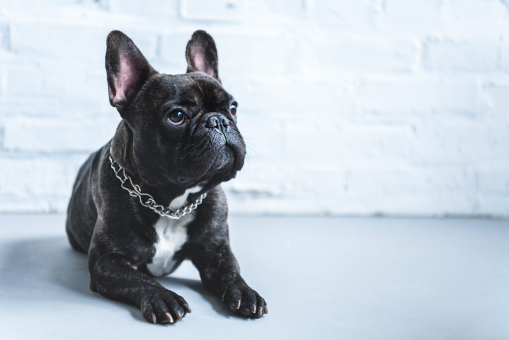 Beautiful French Bulldog in Brisbane 
