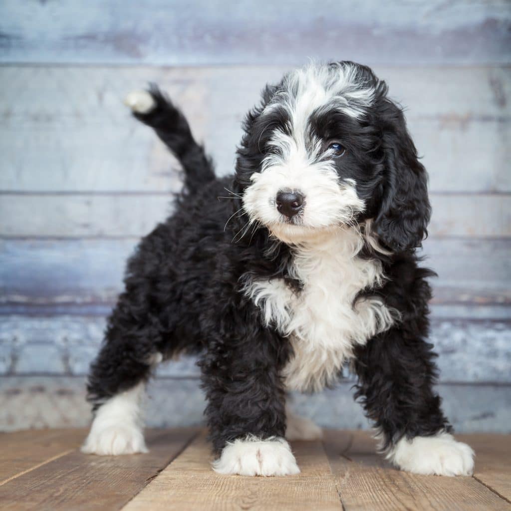 Cute Bernedoodle Puppy in Ottawa