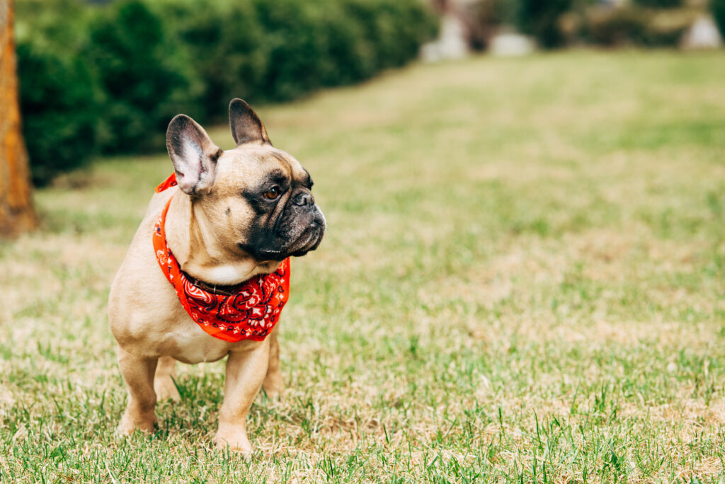 Cute French Bulldog dog in Sydney 