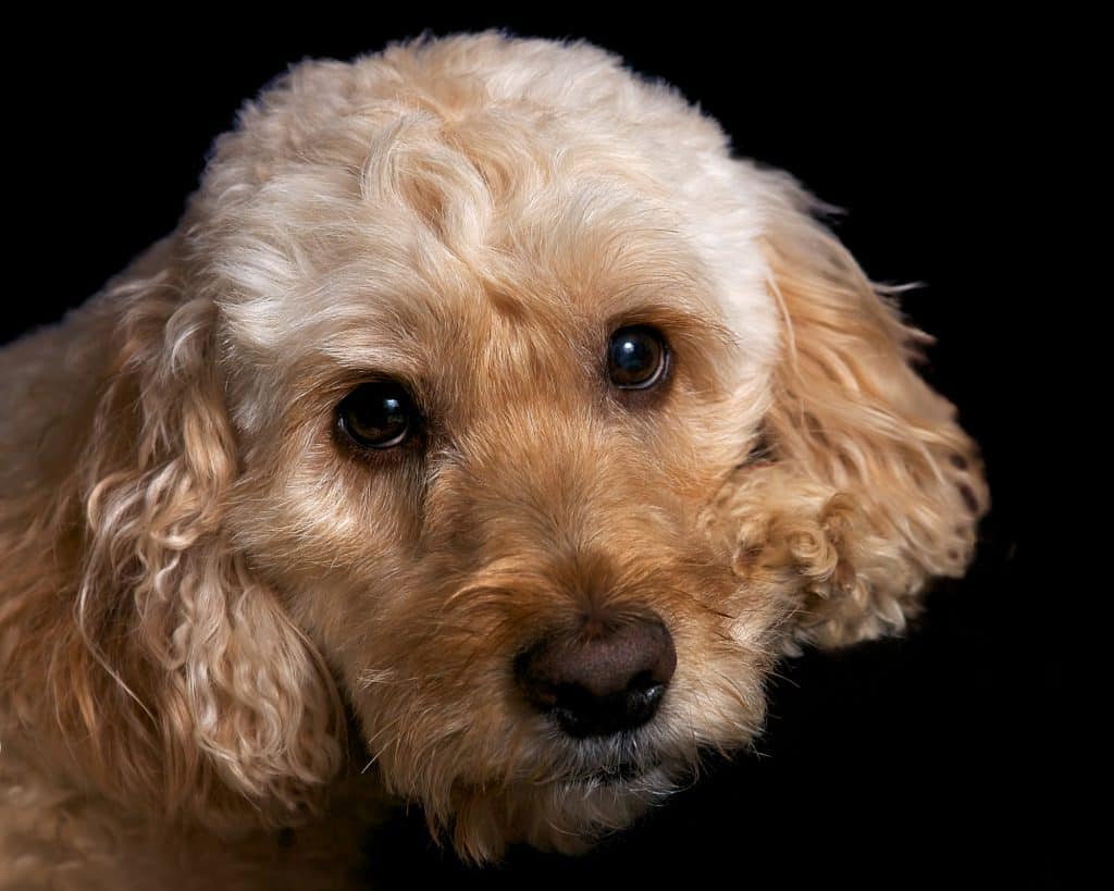 Beautiful Spoodle dog in New South Wales (NSW)