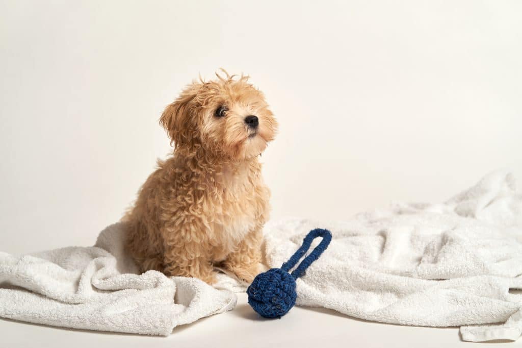 A cute little Moodle puppy in Sydney 