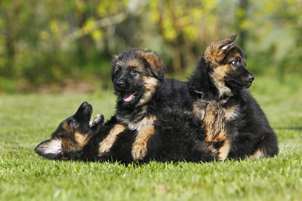 Adorable German Shepherd Dog playing in Brisbane