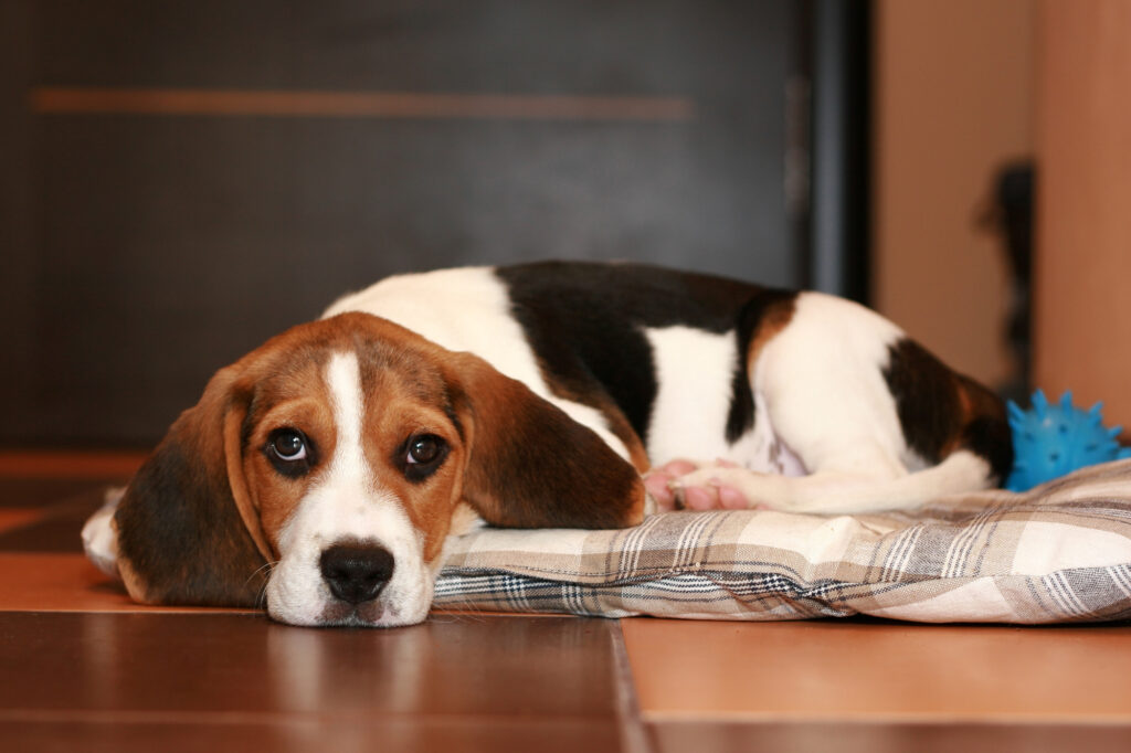 Beagle puppy resting on a rug In Brisbane