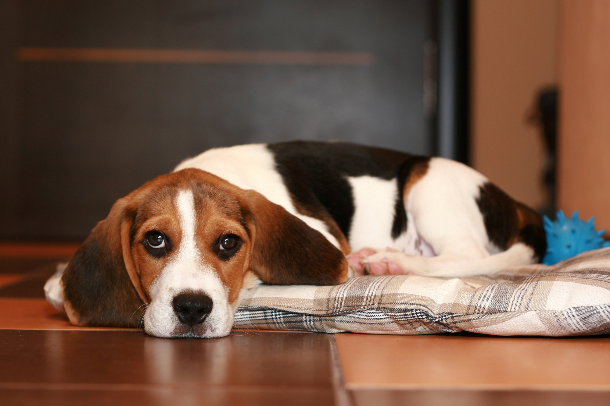 Beagle