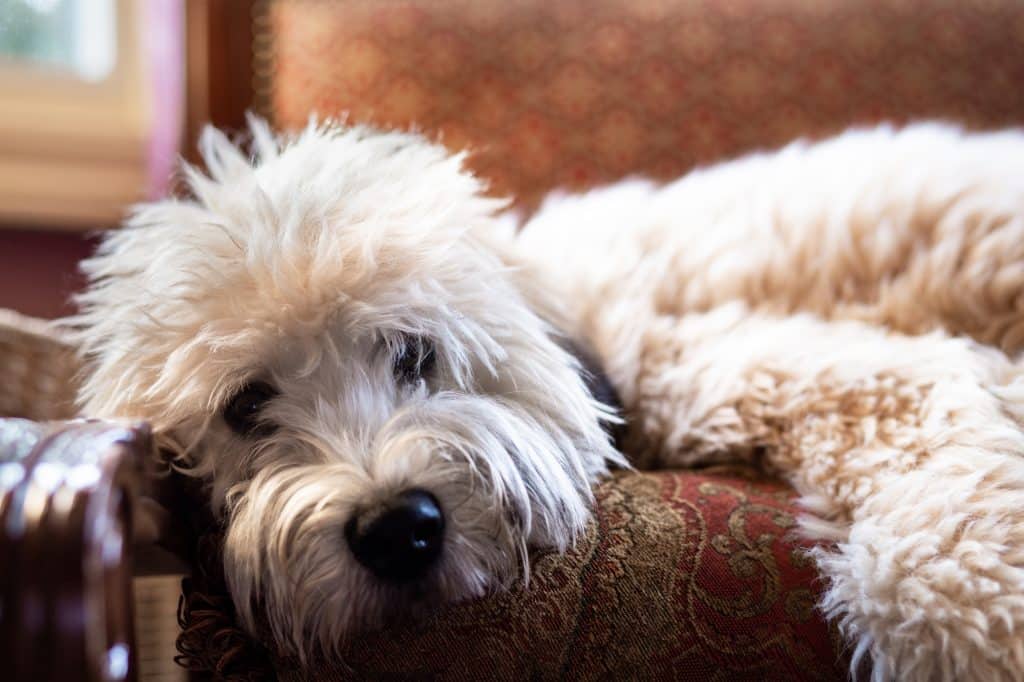 Beautiful dog sleeping in the UK