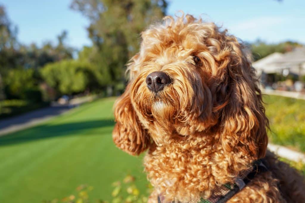 Cavapoo dog resting in Nova Scotia park