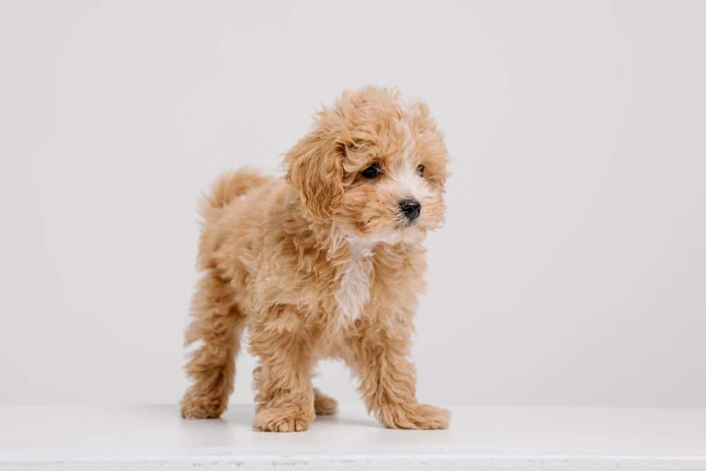 Moodle dog in Victoria in search of a new parent