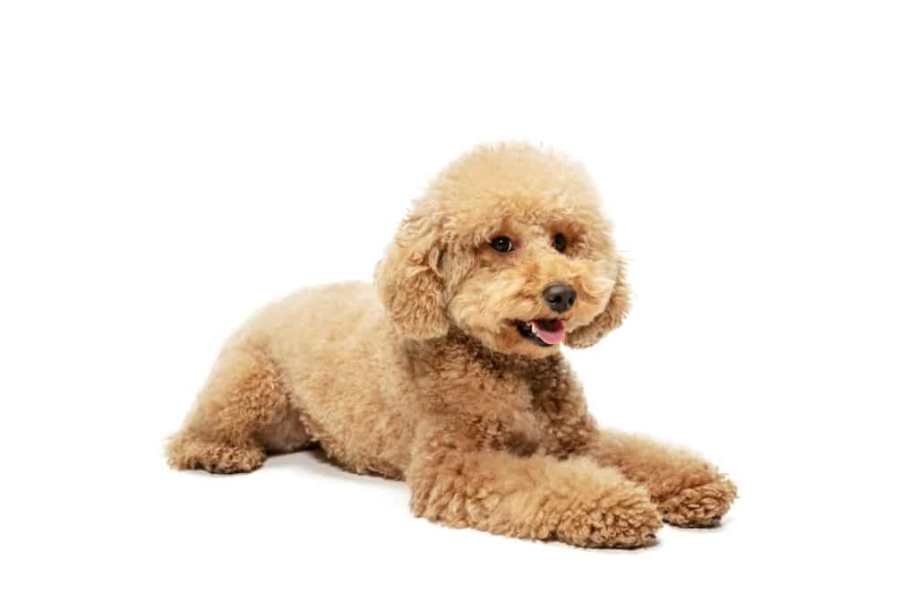 Cute sweet puppy of Maltipoo brown dog in Alberta