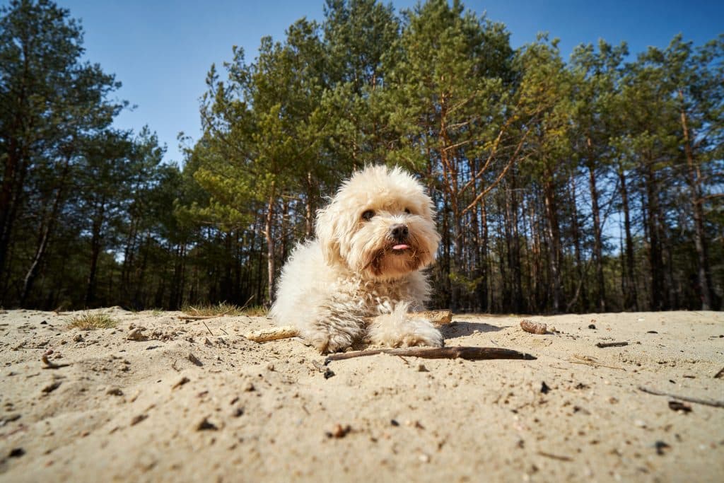 Moodle puppy playing on the sand in Queensland