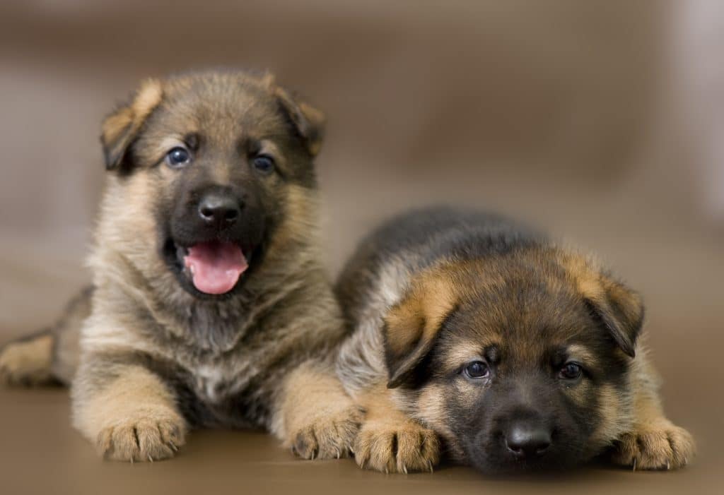 Beautiful German Shepherd puppies in Ottawa 