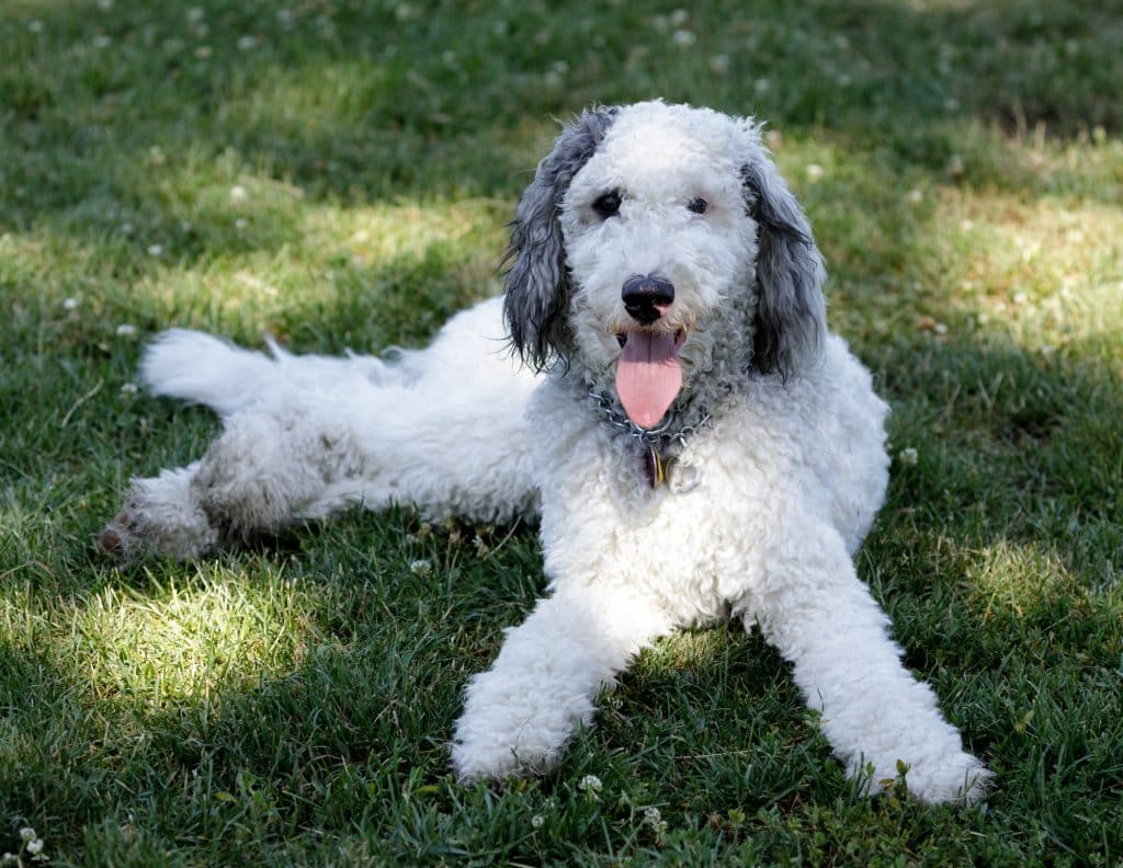 Bernedoodle puppy in British Columbia