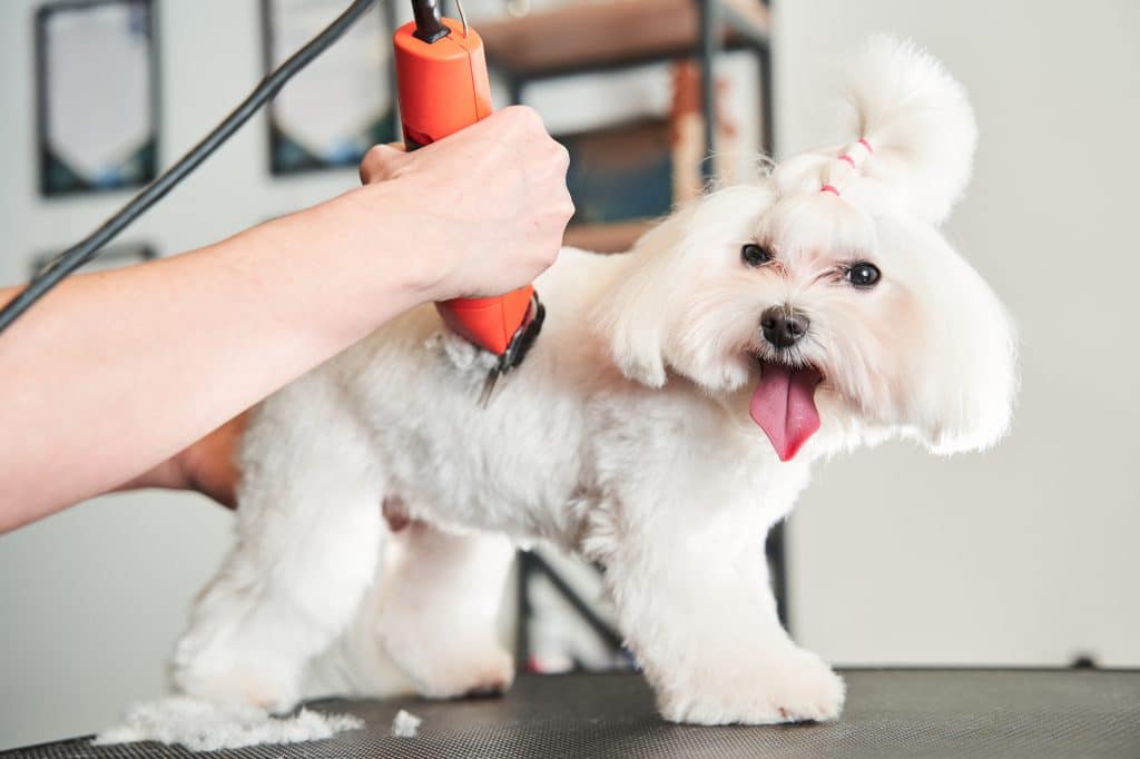 Close up view of the haircute dog grooming. Little happy white maltipoo dog sharing glad emotions while professional groomer shearing her wool with machine and scissors.