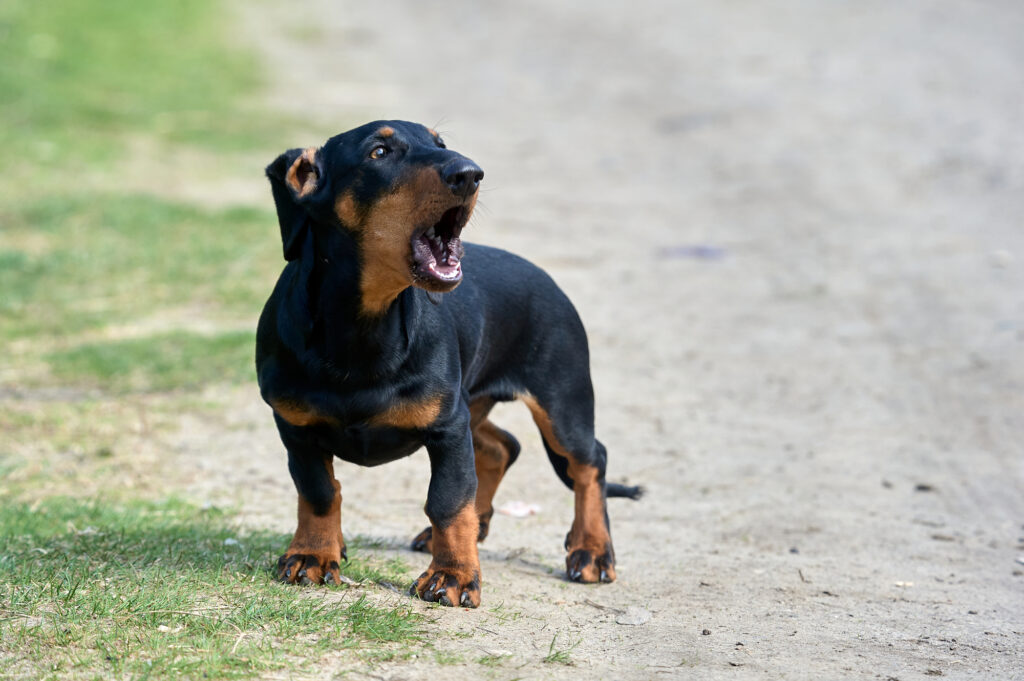 Cute dachshund dog in Brisbane