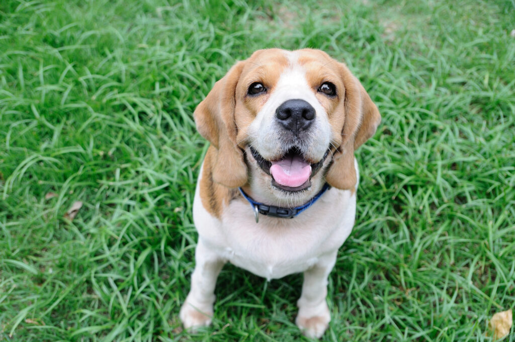 Cute beagle puppy in Sydney
